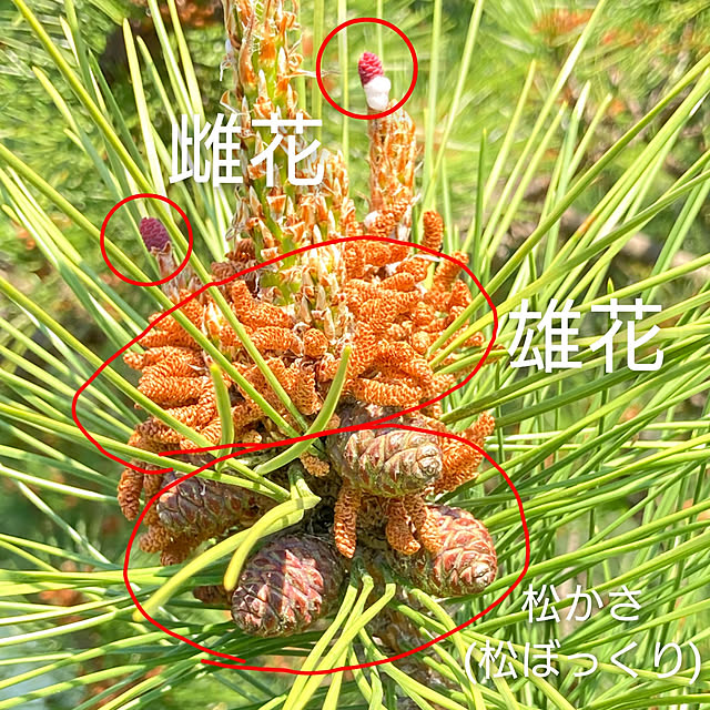 ToReTaRiさんの実例写真