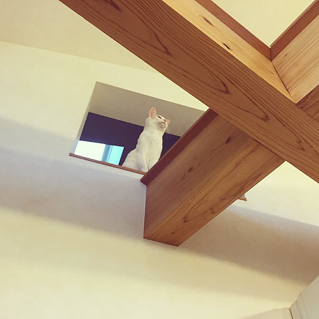 bamboobooCatDogさんの実例写真