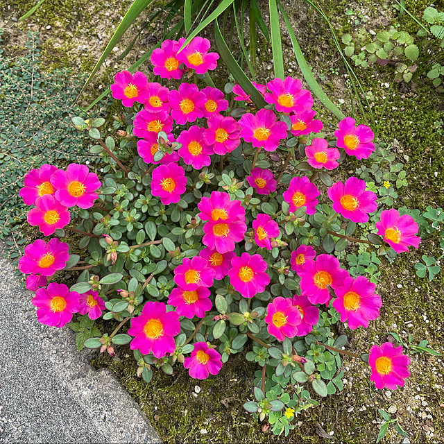 kakoさんの実例写真