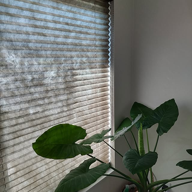 heyasukiさんの実例写真