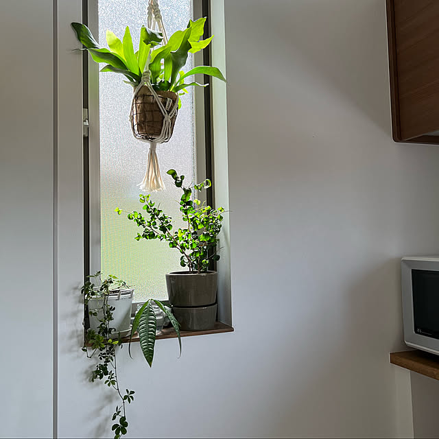 観葉植物/キッチンのインテリア実例 - 2022-10-07 22:23:06