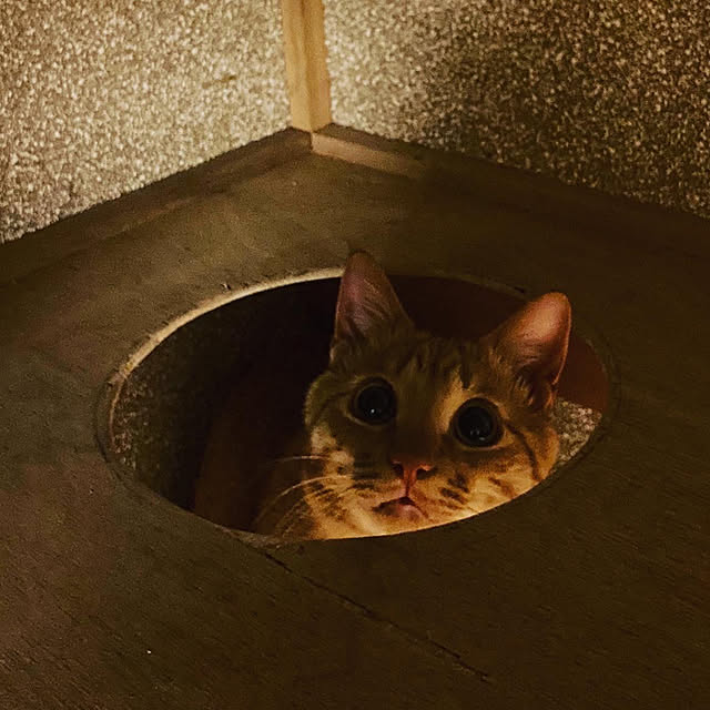 uresikaさんの実例写真