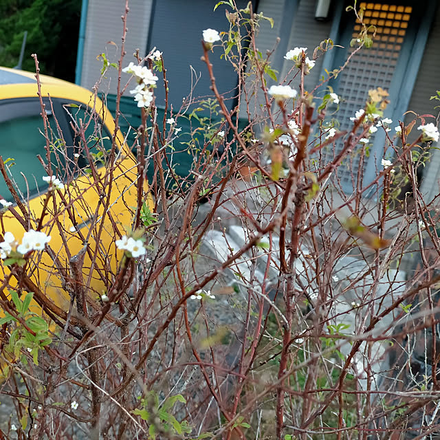 michiさんの実例写真