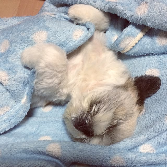 lenkaさんの実例写真