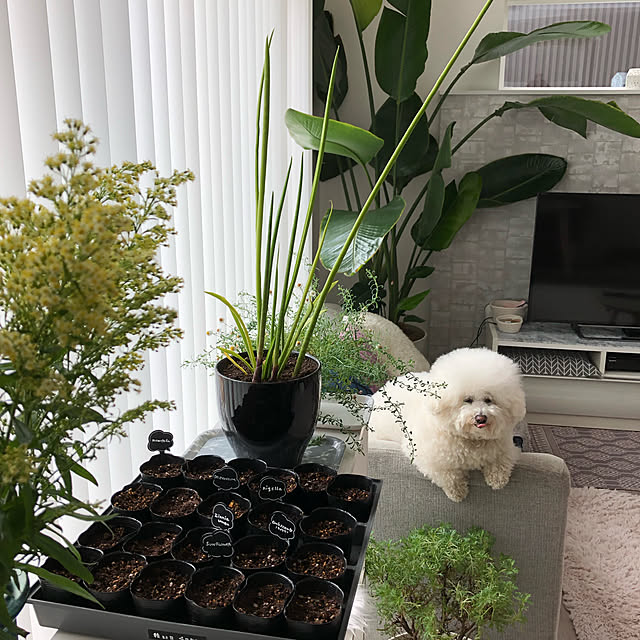 unichanさんの実例写真