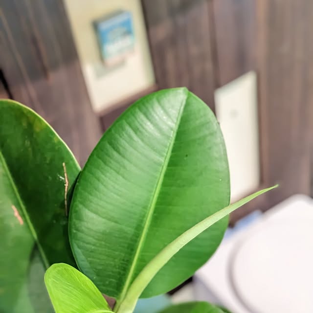 GINさんの部屋