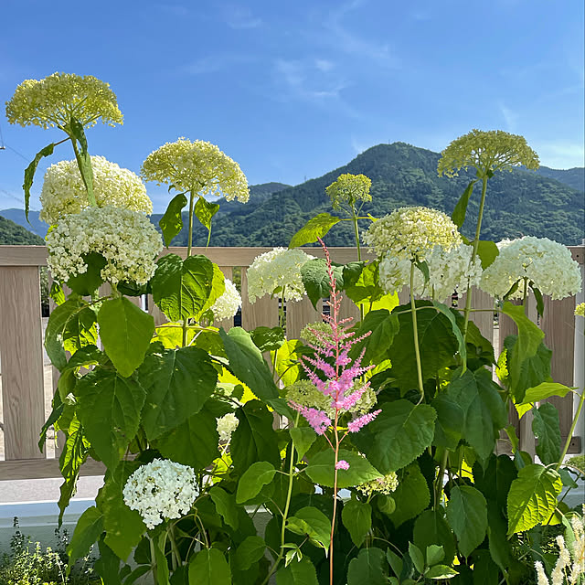 hinataさんの実例写真
