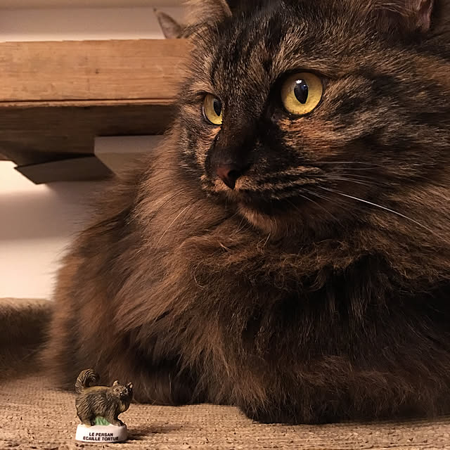 mikomaruさんの実例写真