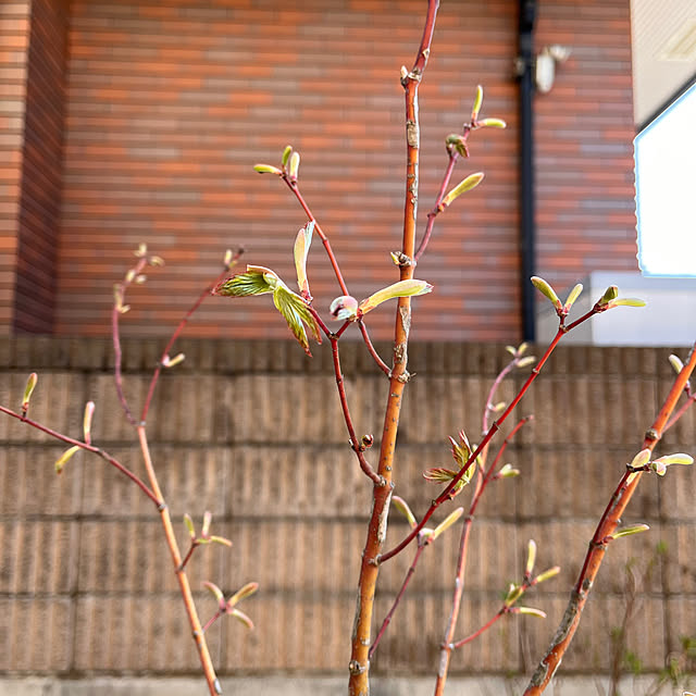 kojimasaさんの部屋