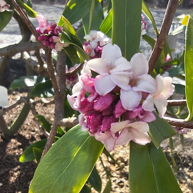 Rubiconさんの実例写真