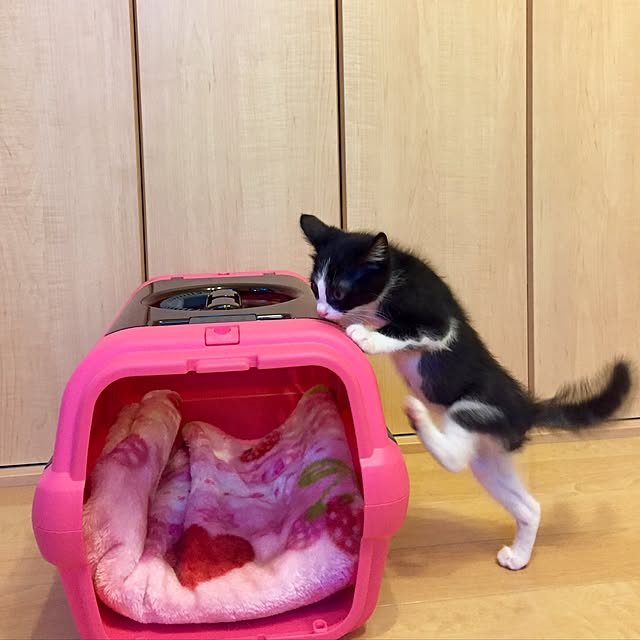 butachanさんの実例写真