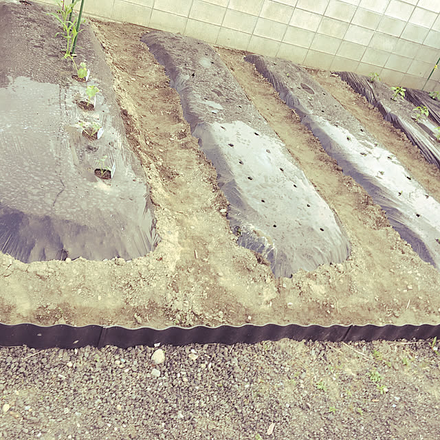 nekoさんの実例写真