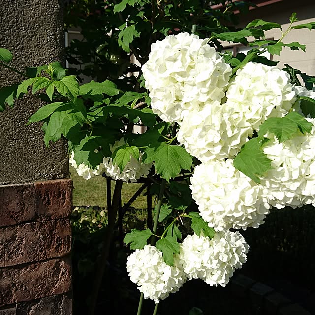 gardengardenさんの実例写真