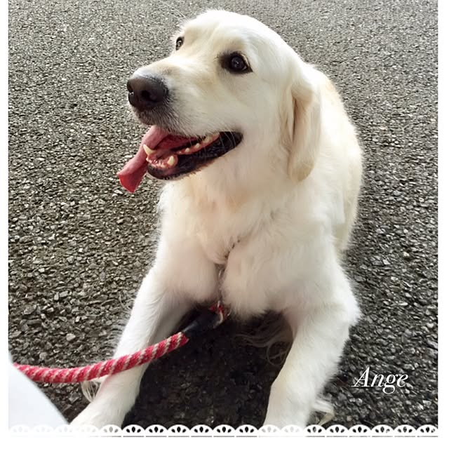 angeさんの実例写真