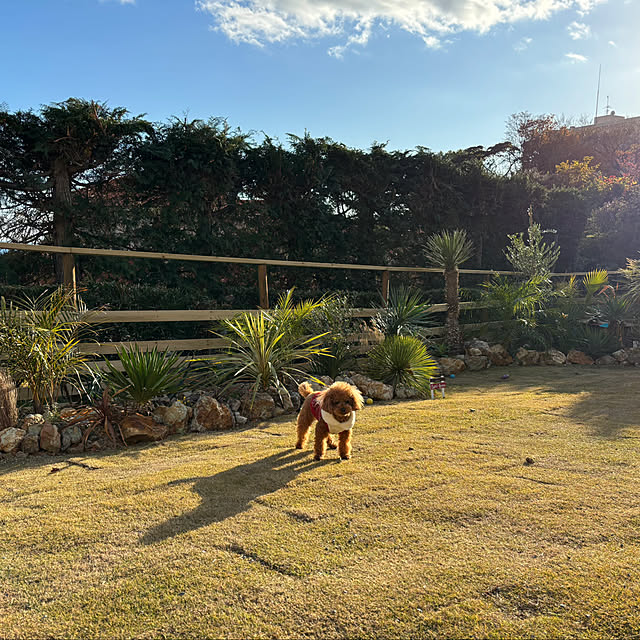 bonjiri0824さんの実例写真