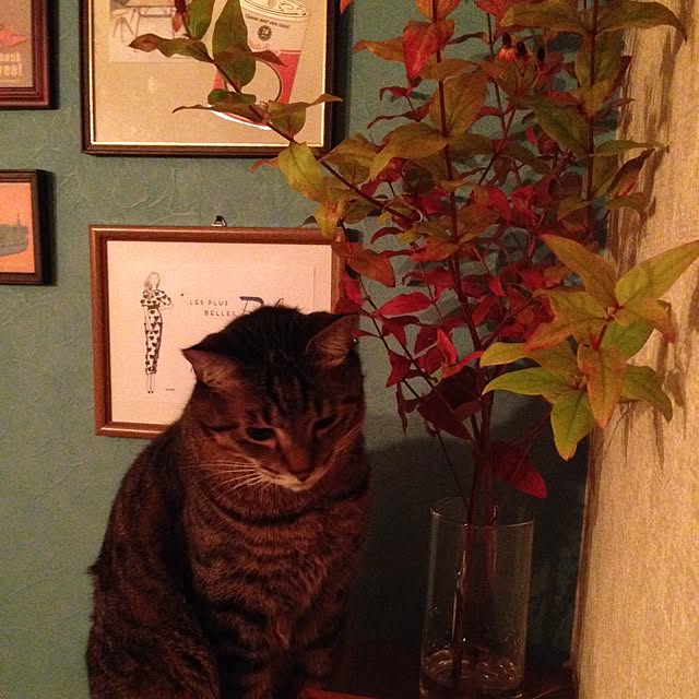 実例写真