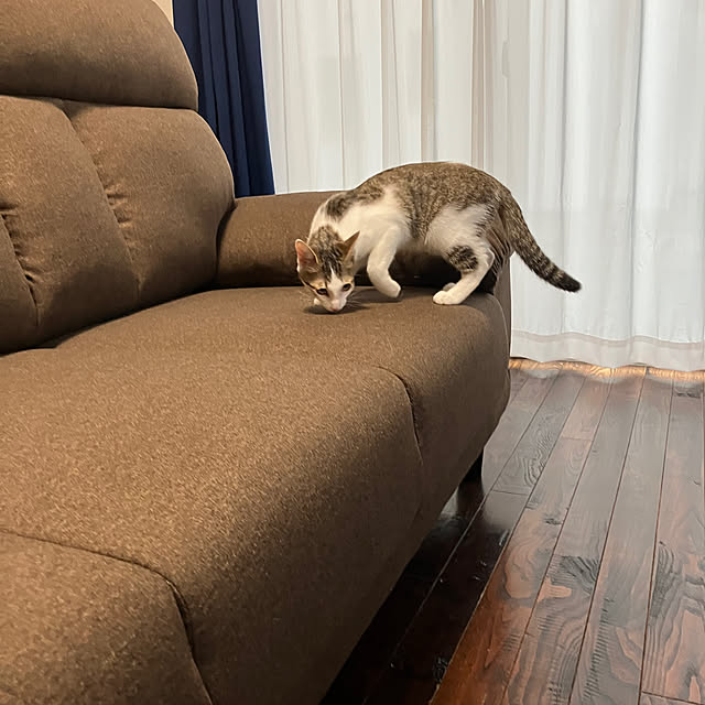ha_koさんの部屋