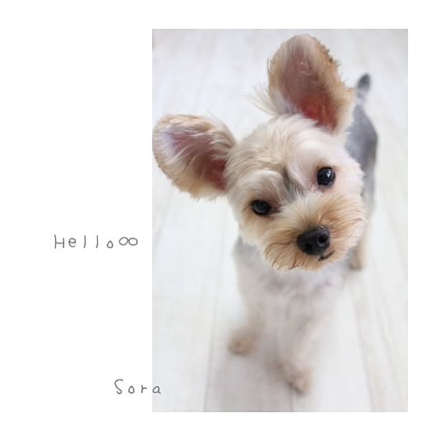 pocoさんの実例写真