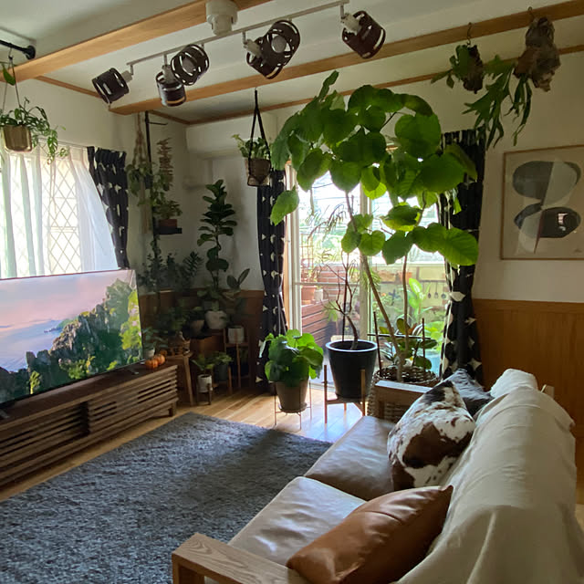リビング/クラッシュゲート ソファ/ウンベラータ/NO GREEN NO LIFE/観葉植物のある暮らし...などのインテリア実例 - 2023-10-14 12:18:26