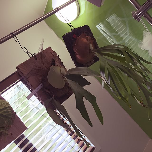 S-Tillandsiaさんの実例写真