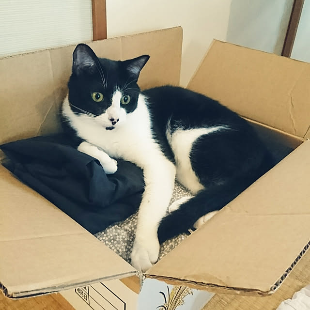 okyosan101さんの実例写真