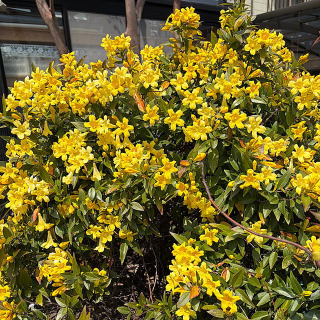 makaさんの実例写真