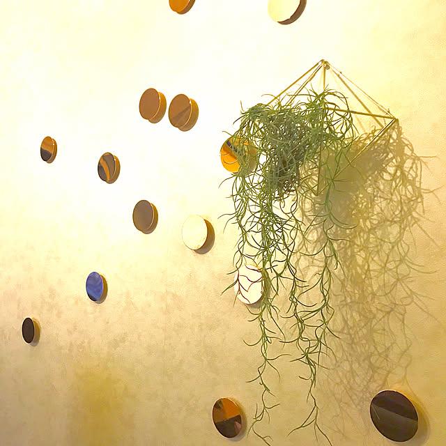 エアープランツ/ウォールデコ/Umbra/観葉植物/壁/天井...などのインテリア実例 - 2017-09-18 19:24:01