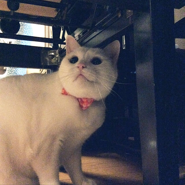 tekokaasanさんの実例写真