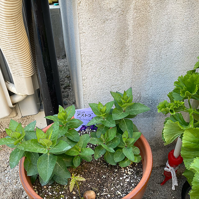 kaedeayutoazusaさんの実例写真