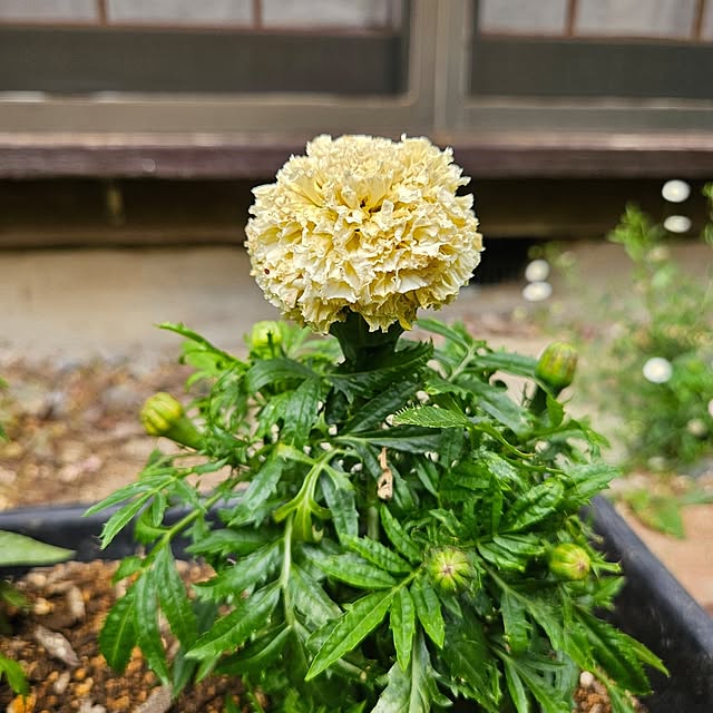 oseroさんの部屋
