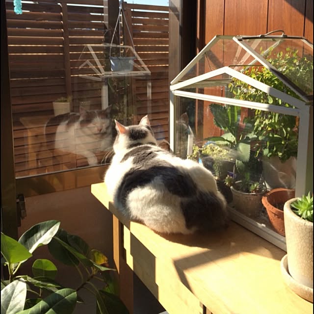 neko-toさんの実例写真