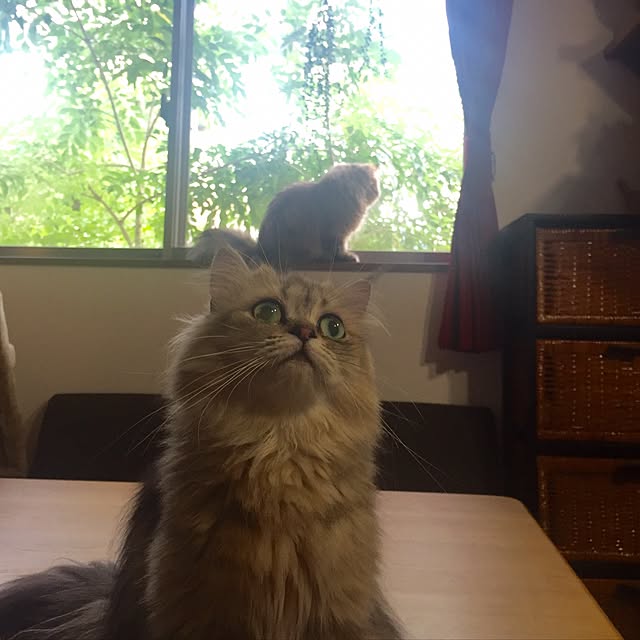 butachanさんの実例写真