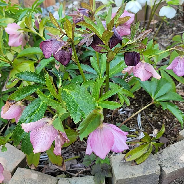 VIORAさんの部屋