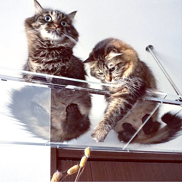 theo_nazcaさんの実例写真
