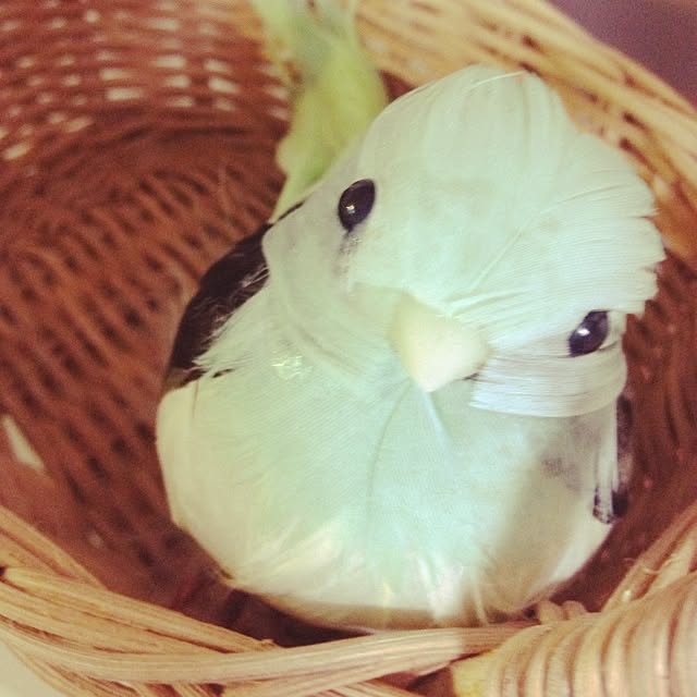 nanakoさんの実例写真