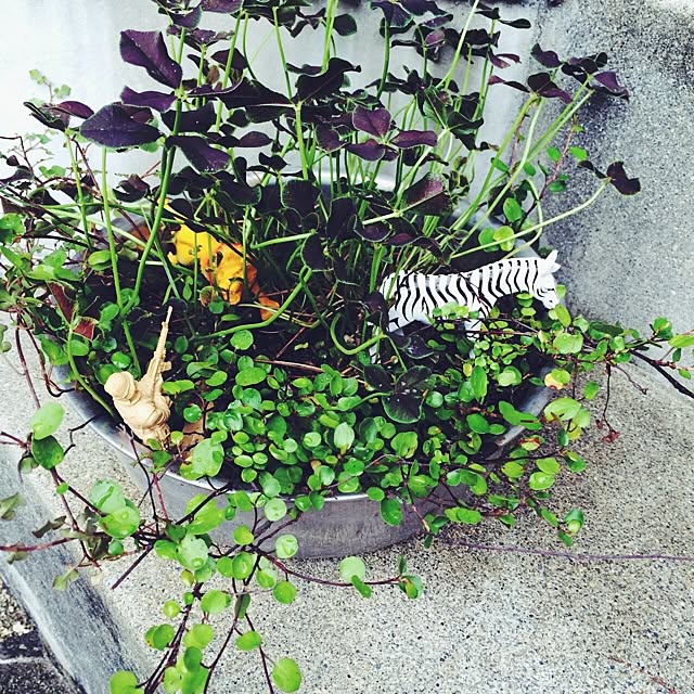 Fellowさんの実例写真