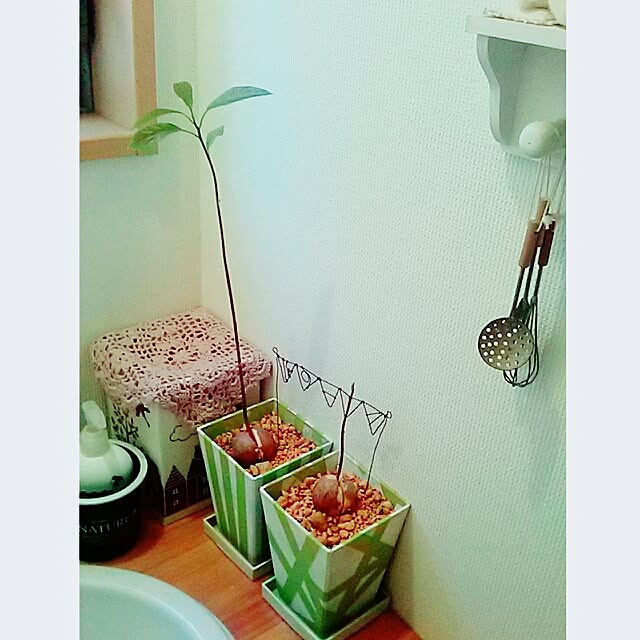 portulacaさんの実例写真