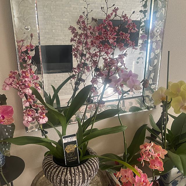 yokko_pawさんの部屋