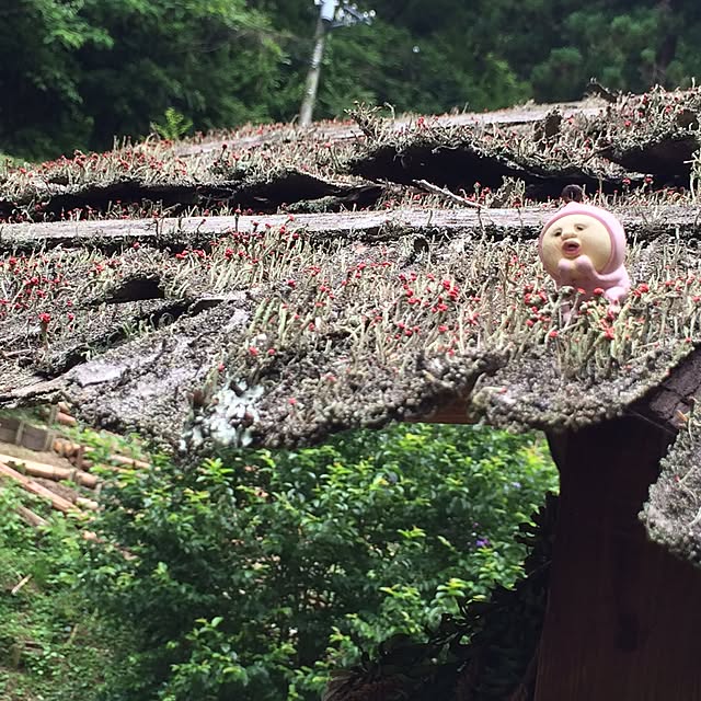 実例写真