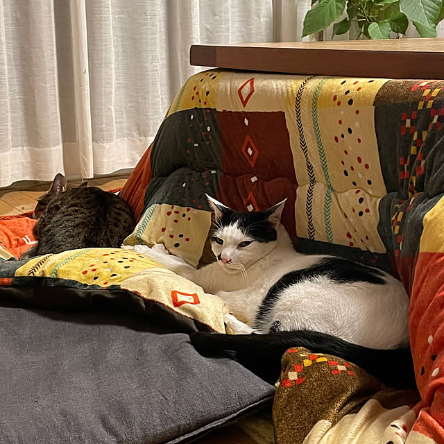 nobikoさんの部屋
