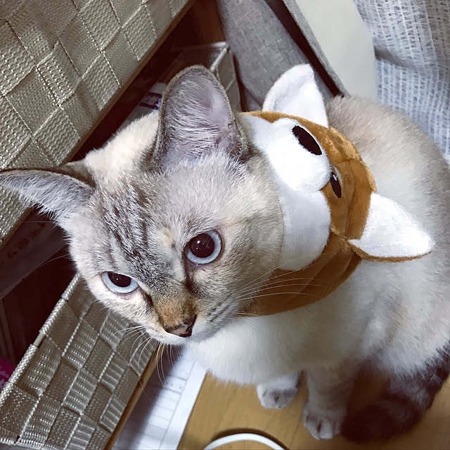 nachuさんの実例写真