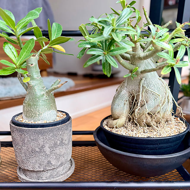 nuruiさんの部屋