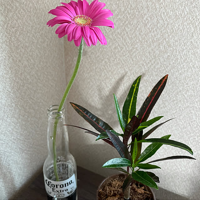 megu12さんの実例写真