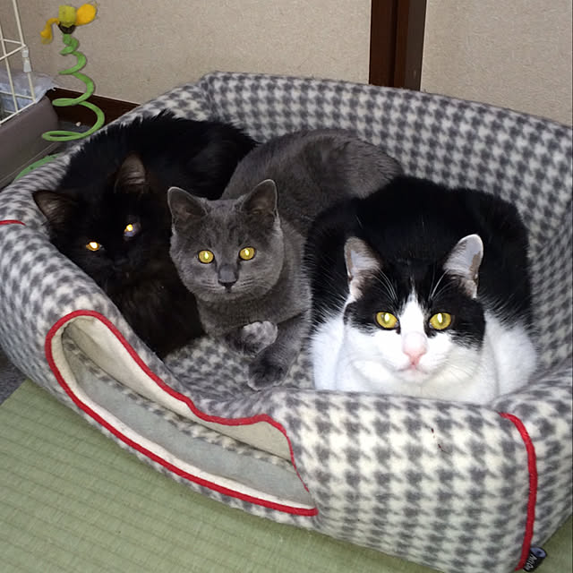 nya_sanさんの実例写真