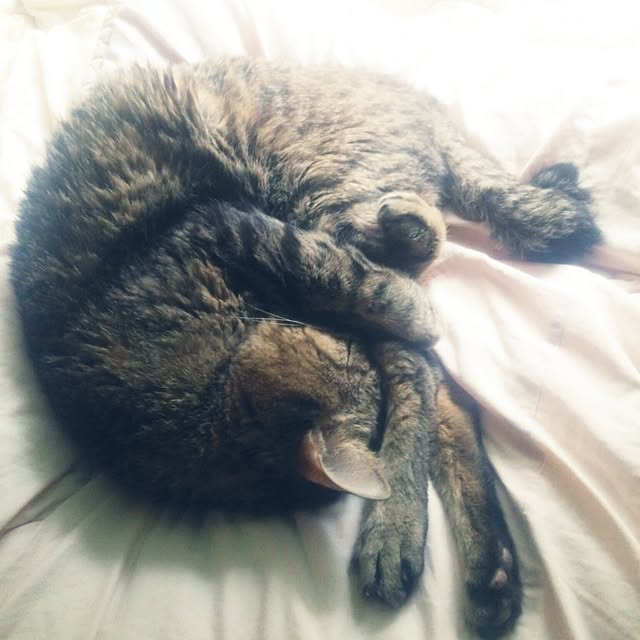 kittenblueさんの実例写真