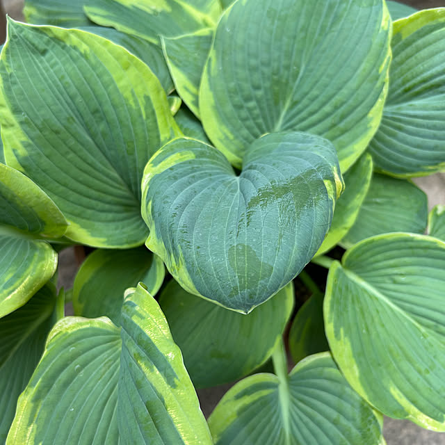 happy-sachiさんの部屋