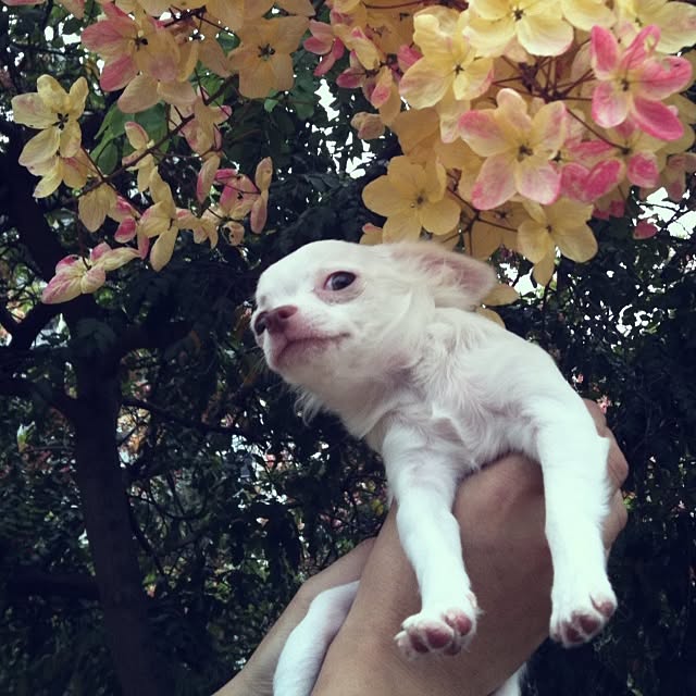 chikaさんの実例写真