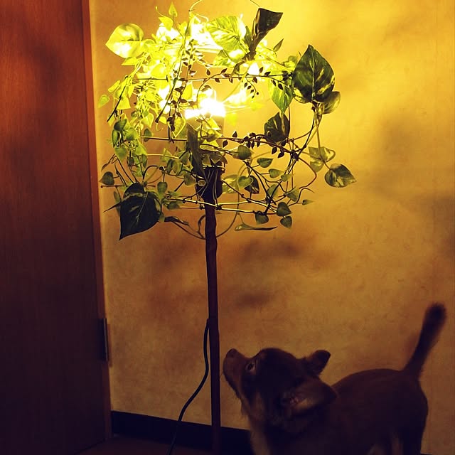 Michelさんの実例写真
