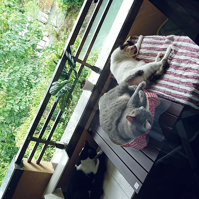 uchizukonyanさんの実例写真