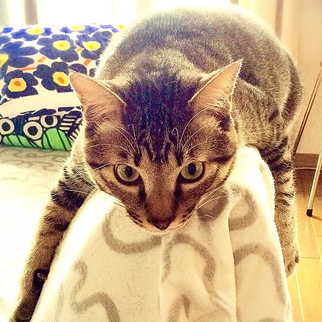 実例写真